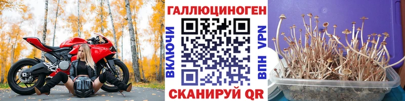 Псилоцибиновые грибы мицелий  Ртищево 